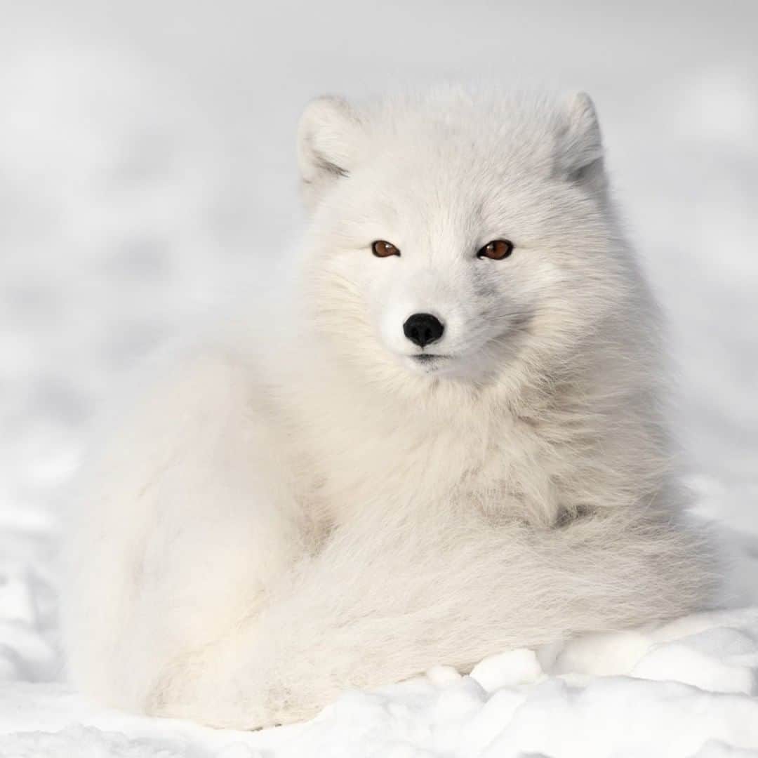 National Geographic Travelさんのインスタグラム写真 - (National Geographic TravelInstagram)「Photo by @daisygilardini | One of my favorite locations to photograph arctic foxes is Svalbard in the Norwegian Arctic. These tiny creatures are well adapted to survive the extreme conditions of their habitat. Depending on the season, arctic foxes can change the color of their fur. During the spring and summer, they have gray-brown fur to match the brown dirt on the ground. During the winter, they shed into a pure white fur to match the snow. There are six other species in the Arctic that also match their fur or feathers to the color of the season: arctic hares, weasels, Peary caribou, collared lemmings, ptarmigan, and Siberian hamsters. Scientists believe this phenomenon is not necessarily due to the evolutionary factor of camouflage, as other northern animals, such polar bears or snowy owls, do not change color with the seasons. One theory is that the lack of melatonin—the cause of the pale coat—leaves more space in the hair shaft, which allows for better insulating properties.  Follow me @DaisyGilardini for more images and stories behind the scenes. #svalbard #norway #arcticfox #arctic」6月12日 5時05分 - natgeotravel