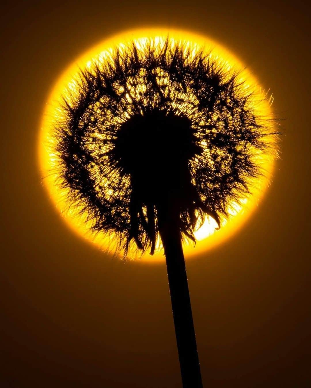 Sigma Corp Of America（シグマ）さんのインスタグラム写真 - (Sigma Corp Of America（シグマ）Instagram)「Some say it's just a nasty weed, but with enough imagination, a simple dandelion can become a work of art!  Sigma Ambassador @jim_koepnick framed this ball of fluff inside the setting sun with his Sigma 60-600mm Sports lens for a remarkable image that really encapsulates his creativity, patience and skill.  Do you have any impressive shots of this humble flower?  Share your dandelion photos with us on our Facebook page (link in bio). #sigmaphoto #sigma60600mmsports #sigmalens #dandelion #dandelions #nature #naturephotography #sunset #sunsetphotography #sunsets #sunset_pics #flowers #creativephotography」6月12日 5時44分 - sigmaphoto