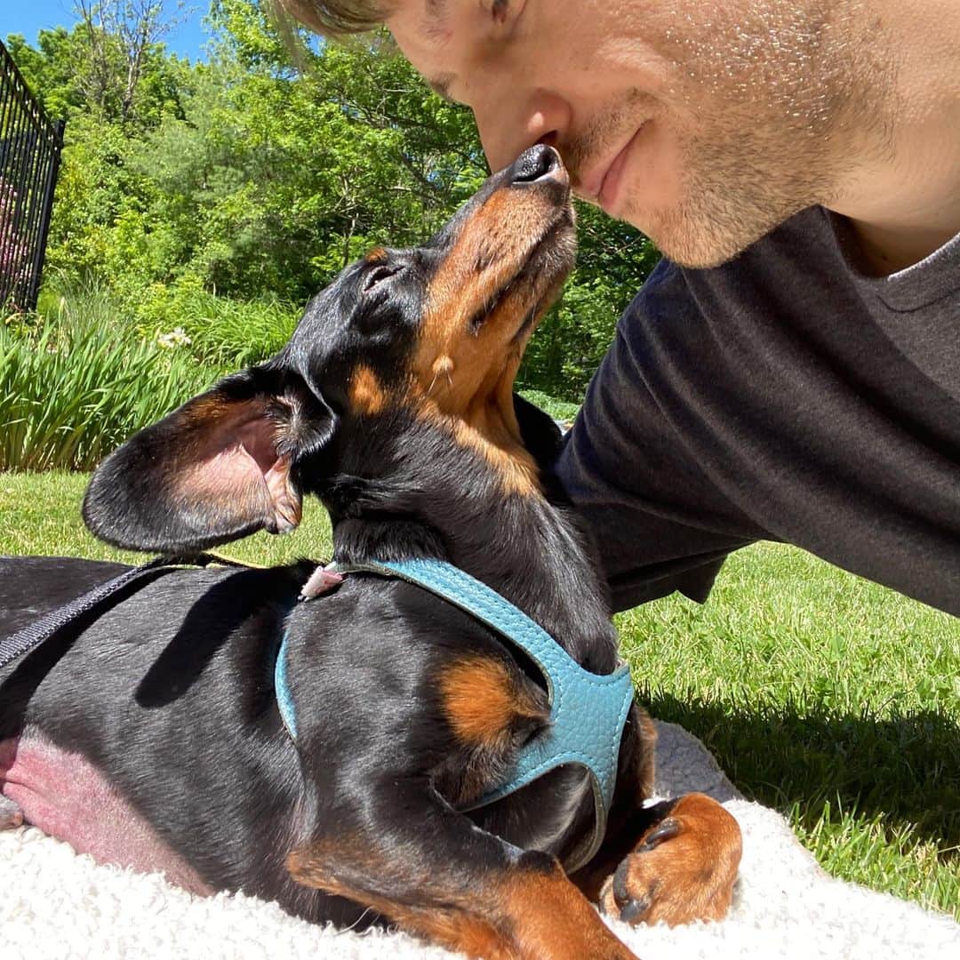 Crusoe the Celebrity Dachshundのインスタグラム：「“If you’re interested to learn more on why Crusoe had surgery, you can now watch the story on Youtube via link in my profile. Thank you to all my fans for their love and support recently, there’s no words to say thank you enough. We’ll continue to provide updates over next couple weeks of his recovery 🙏❤️”」