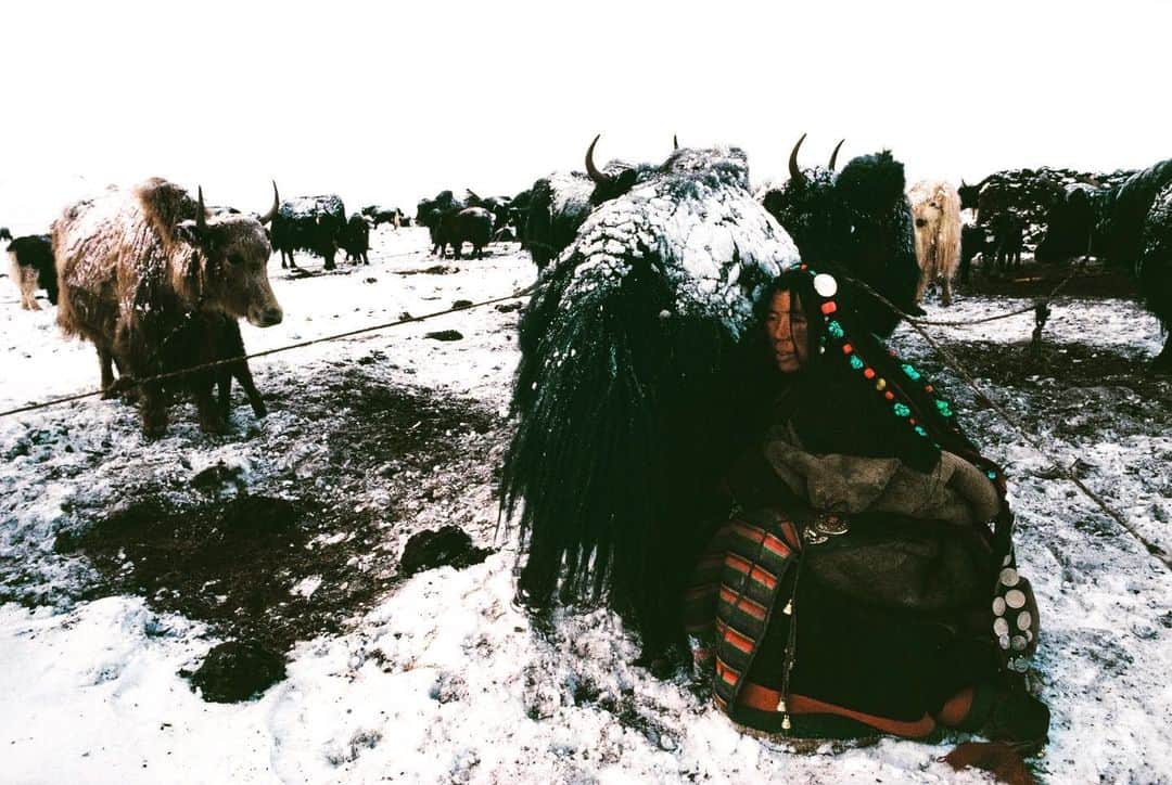 Michael Yamashitaさんのインスタグラム写真 - (Michael YamashitaInstagram)「Nomads and yaks: summer pasturing at 17,000 feet near the Mekong’s headwaters means being prepared for sudden snowfalls. The yak, though, is ideally adapted to the high altitude and low temperatures, as evidenced by this ice-encrusted yak being milked — one of the first chores of the day for the drokpa (Tibetan for nomad). Yaks are essential to the livelihood of Tibetan nomads, providing milk, meat, dung for cooking fires, and skins for clothing and shelter. Inside a Tibetan tent, made of hand-woven yak hair, it’s dark and smokey but also warm and cozy. Rain resistant and strong, the tent’s centerpiece is the stove where a pot of yak butter tea is almost always brewing. #mekongriver #mekong #tibet #qinghai #tibetannomads #drokpa #tibetanplateau.  A limited number of signed copies of Mike’s out-of-print book “A Journey on the Mother of Waters: Mekong” are available to purchase form our website michaelyamashita.com or the link in our profile.」6月12日 5時57分 - yamashitaphoto