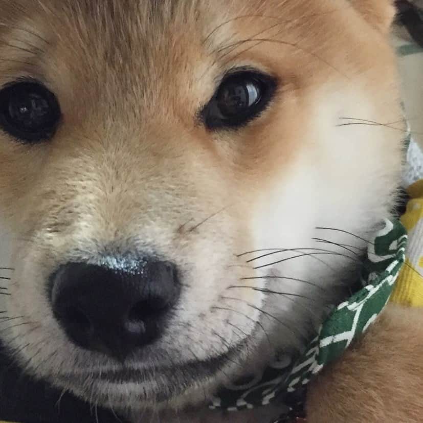 のインスタグラム：「🐾 豆puppy💕 顔は変わらないな😊  #赤ちゃん座衛門 #豆ちゃまわんぱく時代 #柱かじられた … …………………………………………🖋 #徳島柴ちゃん会#マメスケざえもん#shiba#shibastagram #豆柴#shibainu #dog#日本#9gag @9gag @dog #柴犬がいる暮らし #shiba_snap#🐕📷 #狗  #松井証券　#proudshibas #りんりん部#柴犬#시바견#一只狗#animalland #西巴犬 #サンデイ #anicas #徳島 #いぬすたぐらむ  #柴犬大好き」