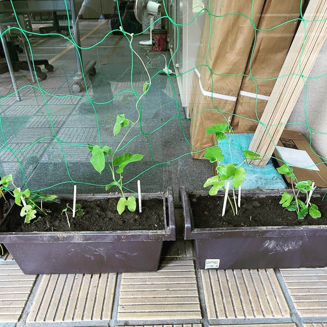 こまけいこのインスタグラム：「今日職場に行ったら朝顔が植えられてた。  紫陽花バッサリ切っちゃったおじさんなのにどういう心境なのかさっぱりわからん。  人の心なんて読めるわけない。 そして思い通りにならない。  自分のことをわかってもらおうと必死でもそれは承認欲求でしかないのだ。 心を他人に揺さぶられ、自分のバランスを取るのが難しい。  あー、白髪染めしなくちゃ。  #窓に写ってる自分がめっちゃガニ股」