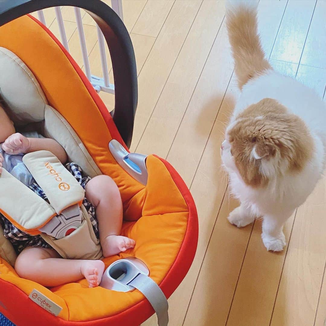 gammy08のインスタグラム：「急に距離つめてきた！  #cat #catstagram #catsofinstagram #catofthedays #ilovemycats #socute #cutecat #catlove #catlover #スコティッシュフォールド #長毛猫 #垂れ耳 #猫のいる生活 #つくも #ねこ #猫のいる暮らし #にゃんすたぐらむ #赤ちゃんと猫 #赤ちゃんのいる生活」