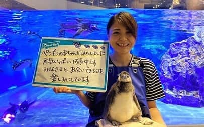 オズモール編集部さんのインスタグラム写真 - (オズモール編集部Instagram)「【Cheer Up! PROJECT】おでかけに携わるスタッフから読者のみなさんへメッセージ📝 ㅤㅤㅤㅤㅤㅤㅤㅤㅤㅤㅤㅤㅤ 商業施設・百貨店、飲食店、宿泊施設、サロン・・・ 日々オズモール読者のおもてなしをしてくれているスタッフから読者のみなさんへ“営業再開に向けた取り組みやおでかけ再開の想い”をご紹介✨ ㅤㅤㅤㅤㅤㅤㅤㅤㅤㅤㅤㅤㅤ お互いを応援し合い、1日も早く気持ちよくおでかけできる日々が戻りますように🕊 ㅤㅤㅤㅤㅤㅤㅤㅤㅤㅤㅤㅤㅤ ーーーーーーーーーーー 【おでかけに携わるスタッフから読者のみなさんへメッセージ 】 すみだ水族館 ／ 飼育スタッフ・高嶋 悠加里さん 休館中に3羽のマゼランペンギンの赤ちゃんが誕生いたしました。7月初旬に予定しているプールデビューに向けて、たくさんゴハンを食べて元気に成長中です。スタッフ一同、みなさまにお会いできる日を楽しみにしております！ ーーーーーーーーーーー ㅤㅤㅤㅤㅤㅤㅤㅤㅤㅤㅤㅤㅤ 他にもさまざまな施設のスタッフからのメッセージが集まっています☺️ ㅤㅤㅤㅤㅤㅤㅤㅤㅤㅤㅤㅤㅤ 詳しくは「 #cupj 」をチェック✔︎ ㅤㅤㅤㅤㅤㅤㅤㅤㅤㅤㅤㅤㅤ ㅤㅤㅤㅤㅤㅤㅤㅤㅤㅤㅤㅤㅤ ㅤㅤㅤㅤㅤㅤㅤㅤㅤㅤㅤㅤㅤ @ozmall_editors #オズモール #東京女子部 #おうち時間 #stayhome #おでかけ#おでかけスポット #おでかけ記録 #おもてなし#営業再開#メッセージ #メッセージボード #水族館 #水族館巡り #レストラン #美容院#サロン#ヘアサロン#おでかけ支援#おでかけ応援 #美術館 #美術館巡り #cheerup #cheerupproject」6月12日 16時27分 - ozmall_editors