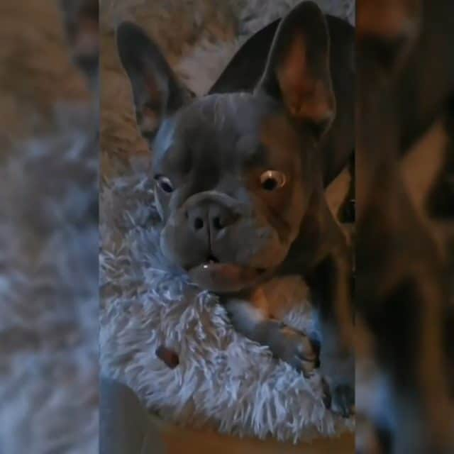 French Bulldogのインスタグラム