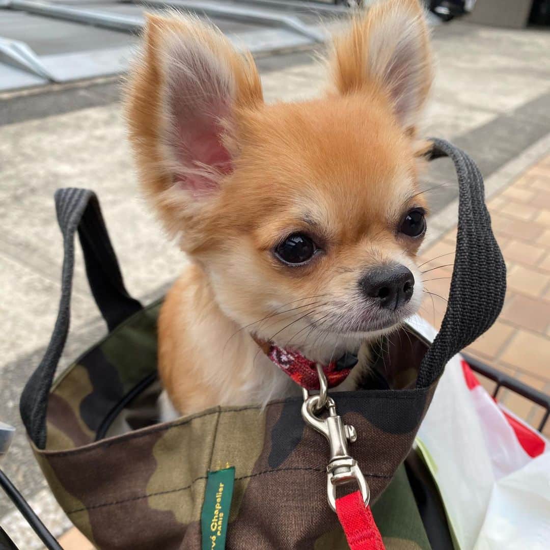 のインスタグラム：「コロナでお家に篭っていたから、初めてのトリミングへ‼️ 私がちょこちょこ切っていただけなのでボサボサになってましたが、サッパリして帰ってきました〜✨ ・ ・ ・ トリミングに行ったチャビンを迎えに行くも、買い物しすぎて自転車のカゴがいっぱいに💦 バッグに入ってもらってE.T.みたいにして帰ってきたのでした🚲 ・ ・ ・ 緊張したのか、帰ってきてオヤツ食べたらスヤスヤ💤 ・ ・ ・ 次はコビンかなぁ✂️ ・ ・ ・ #味岡ちえり #bongo #chabin #cobin #犬好き #dogs🐶  #チワワ #ロングコート #ブラックタン #クリームホワイト #セーブルホワイト #多頭飼いチワワ  #chihuahua  #dogstagram  #犬がいる暮らし #犬がいないと生きていけない  #多頭飼い #トリミング　#シャンプー　#shampoo #trimming #trimming  #さっぱり」