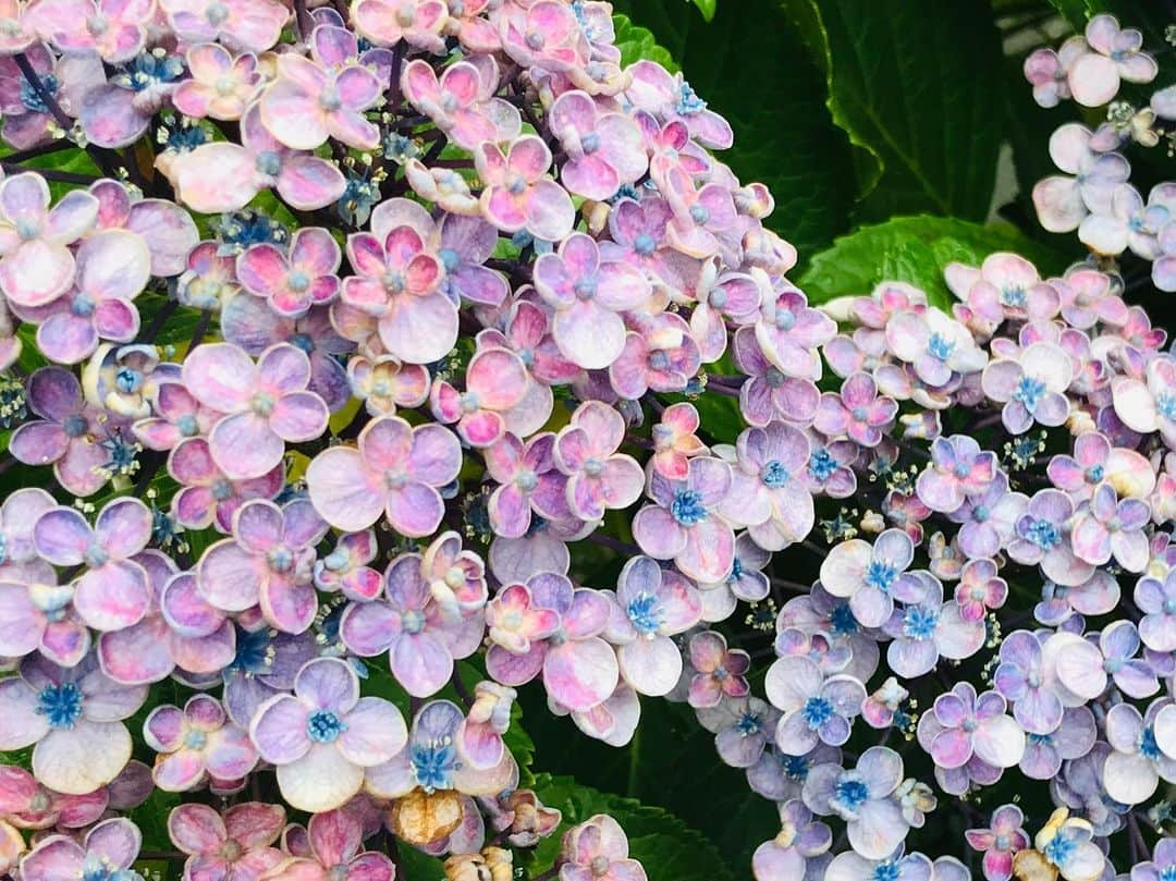 井脇幸江さんのインスタグラム写真 - (井脇幸江Instagram)「おはようございます😊 梅雨入りしましたね☔️ もちろん、じとぉ〜っとするのは嫌だけど、雨は大切な潤いです。  降りすぎて災害となるのは避けたいですが、晴れたり曇ったりと変化する中で、工夫をしながら生活するのは、嫌いではありません。  自分には必要ない！と思うものも、他の人には大切なものだったり…。 自分とは気が合わないなぁ😅と思う人にも、その人を愛する人も居る💓 「マスクをしないのは下着を着けないのと一緒」という人も居るらしいですが、私はたまげました😱  何となく… 人と違うと「えっ🥵」と言われやすい気がする我が国🇯🇵 「同じ親に育てられた兄弟姉妹だって感じ方は違うのだから、他人同士が同じな訳ないでしょ」 「振付や音楽の捉え方は、違うのが当然。それで良いんだよ❣️」 例えば、オンラインでバレエを教える人の考えも、オンラインでやるのは好まない人の考えも、否定する事は意味がない。  他人を無闇に傷付ける言動は良くないけれど、自分が考えて、やりたい！と思うなら、周りの目なんて気にしないでやれば良い✨  それが今すぐ、誰かの利益にならなくても。あなたがキラキラ嬉しそうに輝く姿は、周りの人を幸せな気持ちにするのだから🥰💕🎉 年齢、性別にも気を取られがちな我が国🇯🇵💦 成長すべき時が来ていると感じるなぁ😌  私も、変化を楽しもうと思う🙂 時には☂️も、さしながら😉  #人生  #山あり谷あり  #梅雨入り  #紫陽花  #傘  #年齢なんて関係ない  #がむしゃら  #個性  #人それぞれ  #おおらかに  #優しくなれる  #バレエ #成長  #井脇幸江」6月12日 8時03分 - yukie.iwaki