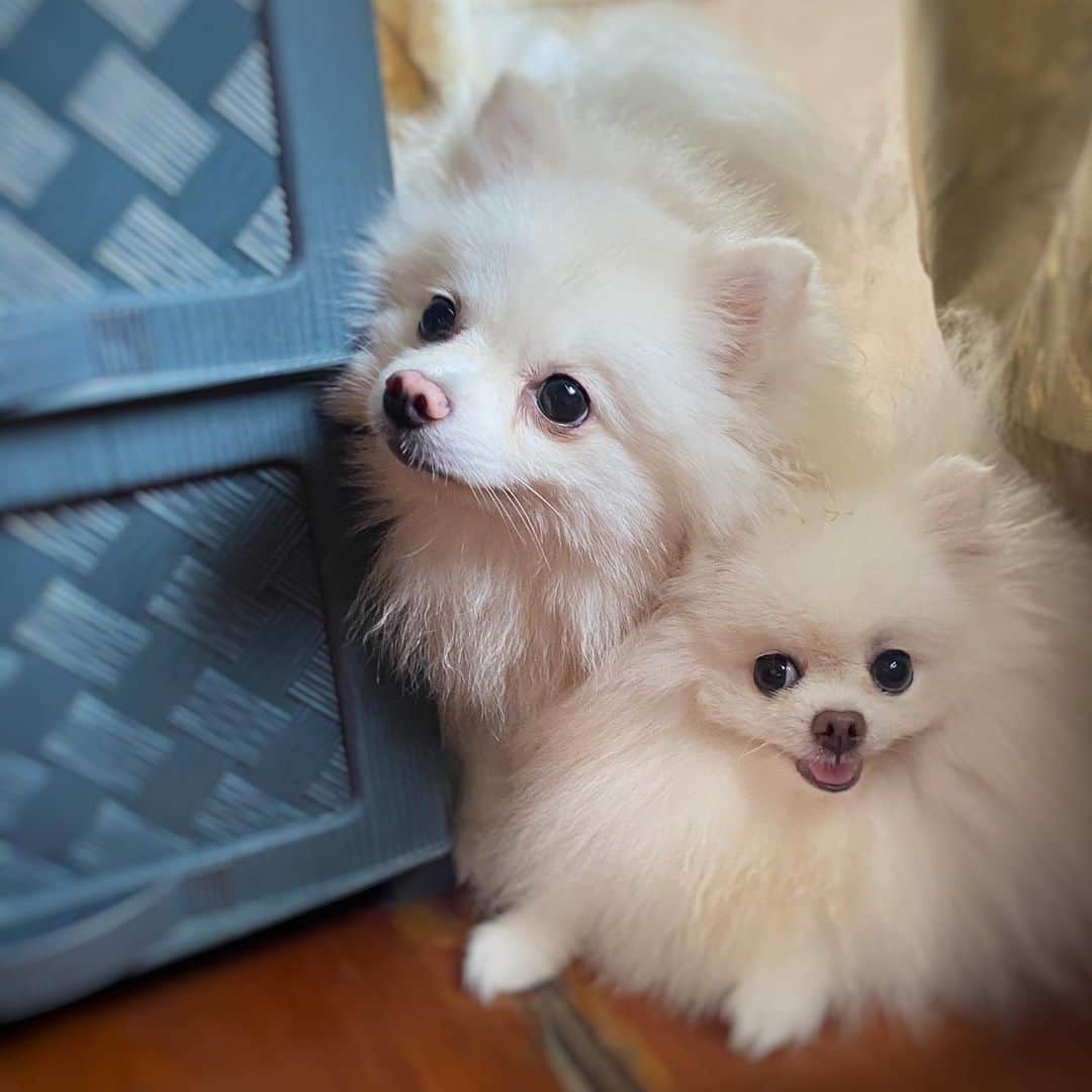 JEWELのインスタグラム：「Pancake always stealing my thunder 🤯 #instagram #pomeranian #dogsofinstagram #petsofinstagram #petstagram #weeklyfluff #fluffy #barked #pomeranianpage」