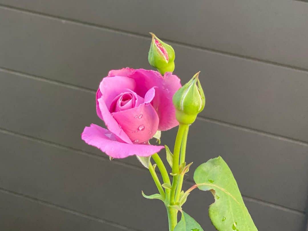 のインスタグラム：「‪#バラ日記 #roses‬ ‪44日目‬  シャルルドゴール  フランソワーズゴジャール  アンナプルナ  イングリッドバーグマン  ジャンヌダルク  アルティシモ  ラフランス  ピエールドロンサール  チアガール ‪早朝、澄んだ空気です‬ ‪#roses🌹 #rosestagram #rose‬」