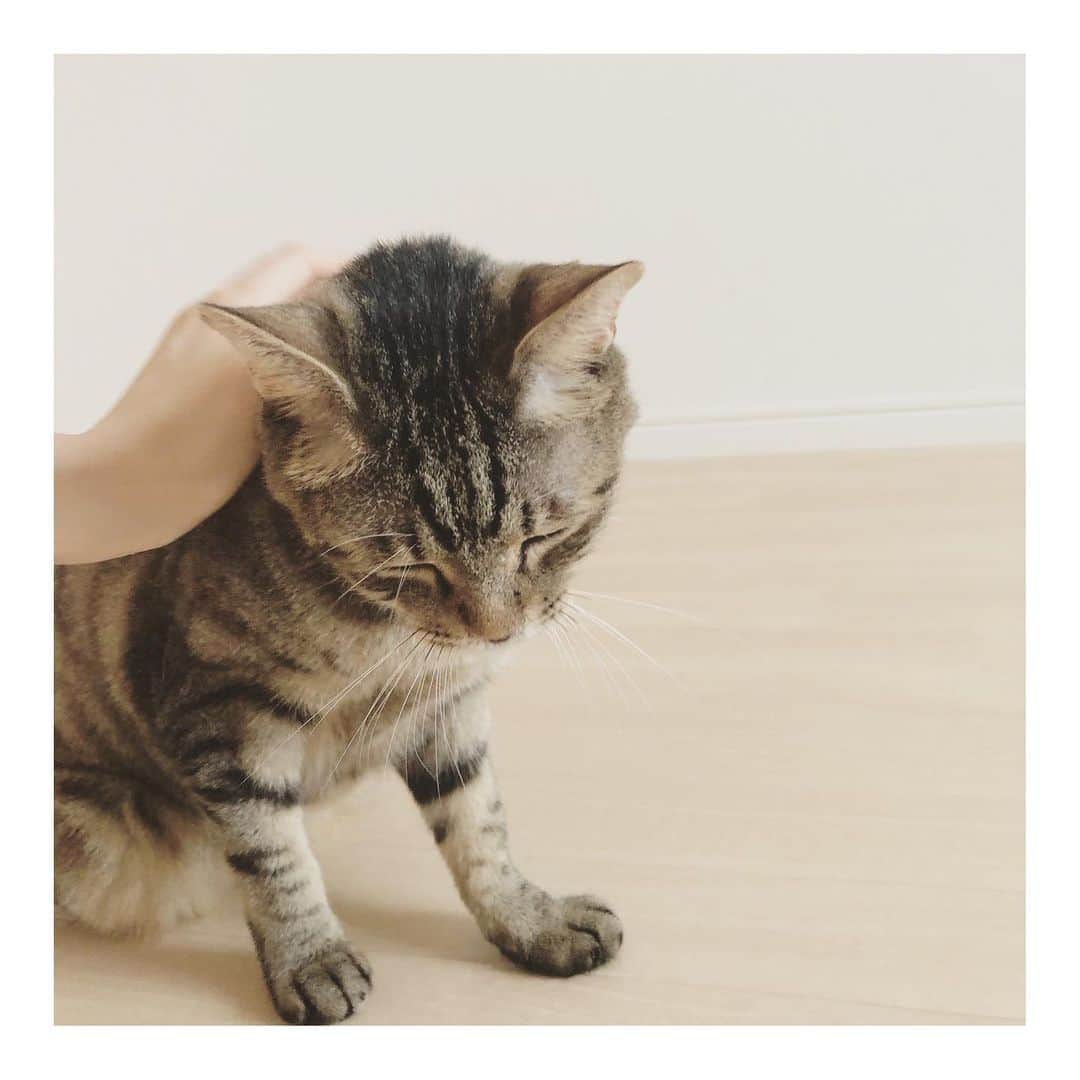 のインスタグラム：「* 今日はいよいよ！ くじらの再手術(残りの歯の抜歯)！ そしてササミとタン塩がトライアルへ出発しますー！ くじらを病院へお届け後、子猫チームをお届けしてまた夜にくじらをお迎えに行ってきます💦 くじら頑張ろうね😭✨ 今朝はくじらだけご飯食べれなくてごめんね。 お口が痛いのが治ったら、たくさん食べようね😭✨ #岐阜多頭崩壊レスキュー」