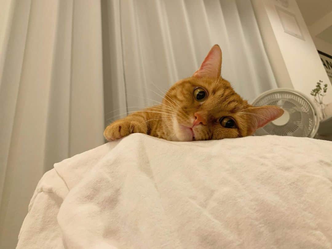 ありおときなこのインスタグラム：「まったりねー☻  #マンチカン#猫#レッドタビー#cat#munchkin#pecotv#ペコねこ部#みんねこ#instagramjapan」