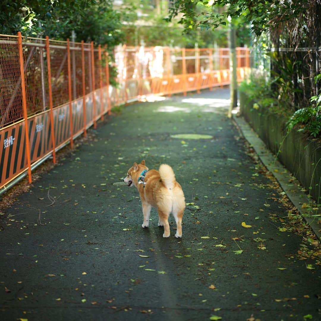 まる（まるたろう）さんのインスタグラム写真 - (まる（まるたろう）Instagram)「Good morning!✨🐶✨暑い日はなるべく日影の道を通ろうね〜 #パパはさ #暑いと思うから暑いとか言うけど #実際暑いから #無理ぽよ」6月12日 10時37分 - marutaro