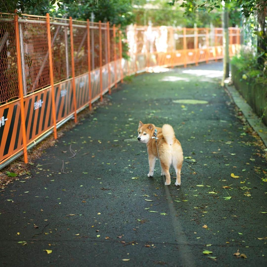 まる（まるたろう）さんのインスタグラム写真 - (まる（まるたろう）Instagram)「Good morning!✨🐶✨暑い日はなるべく日影の道を通ろうね〜 #パパはさ #暑いと思うから暑いとか言うけど #実際暑いから #無理ぽよ」6月12日 10時37分 - marutaro