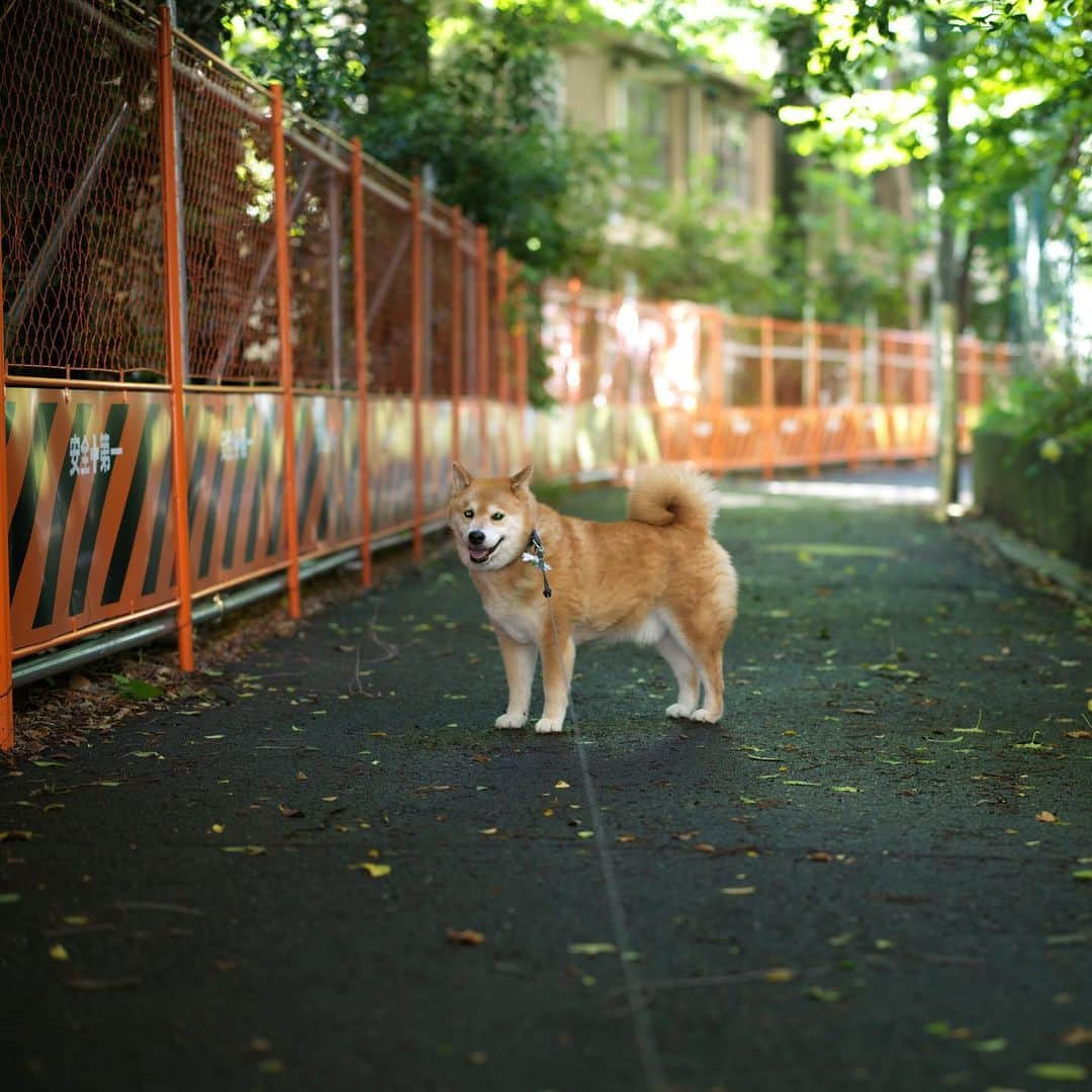 まる（まるたろう）さんのインスタグラム写真 - (まる（まるたろう）Instagram)「Good morning!✨🐶✨暑い日はなるべく日影の道を通ろうね〜 #パパはさ #暑いと思うから暑いとか言うけど #実際暑いから #無理ぽよ」6月12日 10時37分 - marutaro