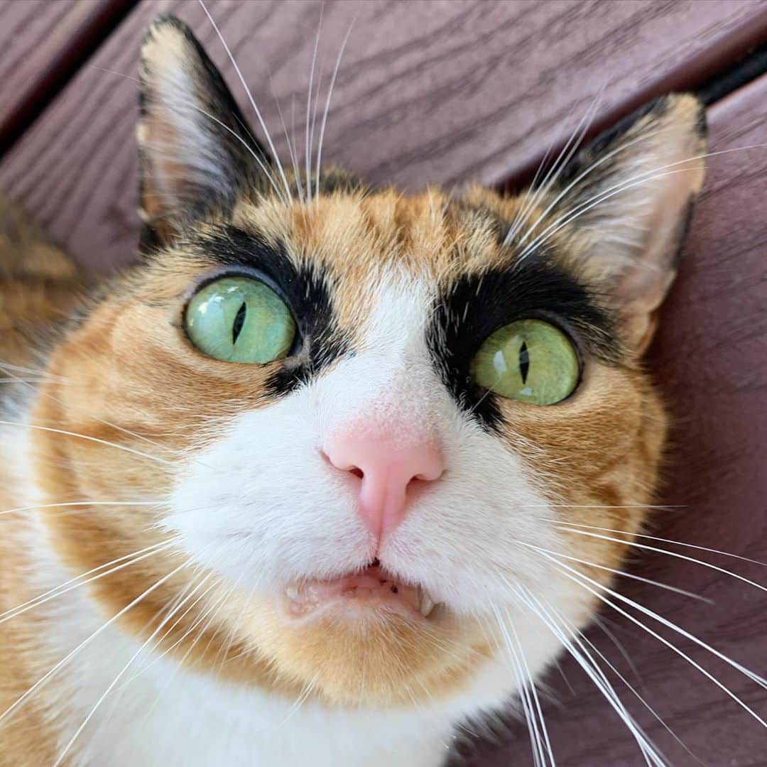 リリーのインスタグラム：「Went outside and meowdeled today 😽 . . . . #lillycrazyeyes #quarantine #stayhome #catsofinstagram #9gag #calico #instacat #meowstagram #meow #meowdel #instacalico #calico  #thursday #outside #eyes」