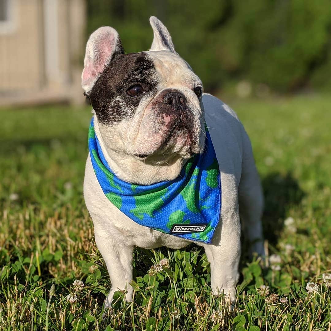 Manny The Frenchieのインスタグラム：「"Love the whole world as if it were your self; then you will truly care for all things." There has to be change, the time is now.❤️🌍 100% of the proceeds from the United Bandana will go directly to the @naacp_ldf! @frenchie_bulldog」