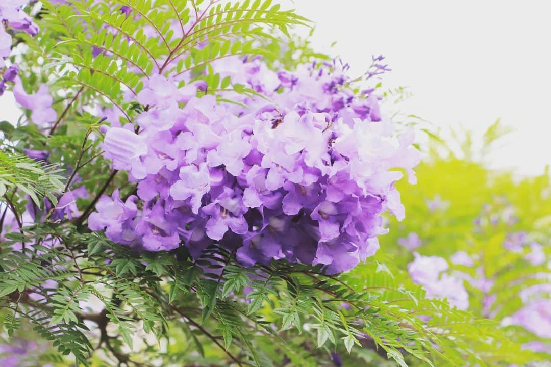 熱海市さんのインスタグラム写真 - (熱海市Instagram)「ジャカランダの色って好き🟣 #ジャカランダ #ジャカランダ遊歩道 #世界三代花木 #気まぐれの花　 #曇り空でも映える花 #紫色がきれい #今年もちゃんと咲いてくれたね #わたしの熱海」6月12日 11時21分 - atami_official