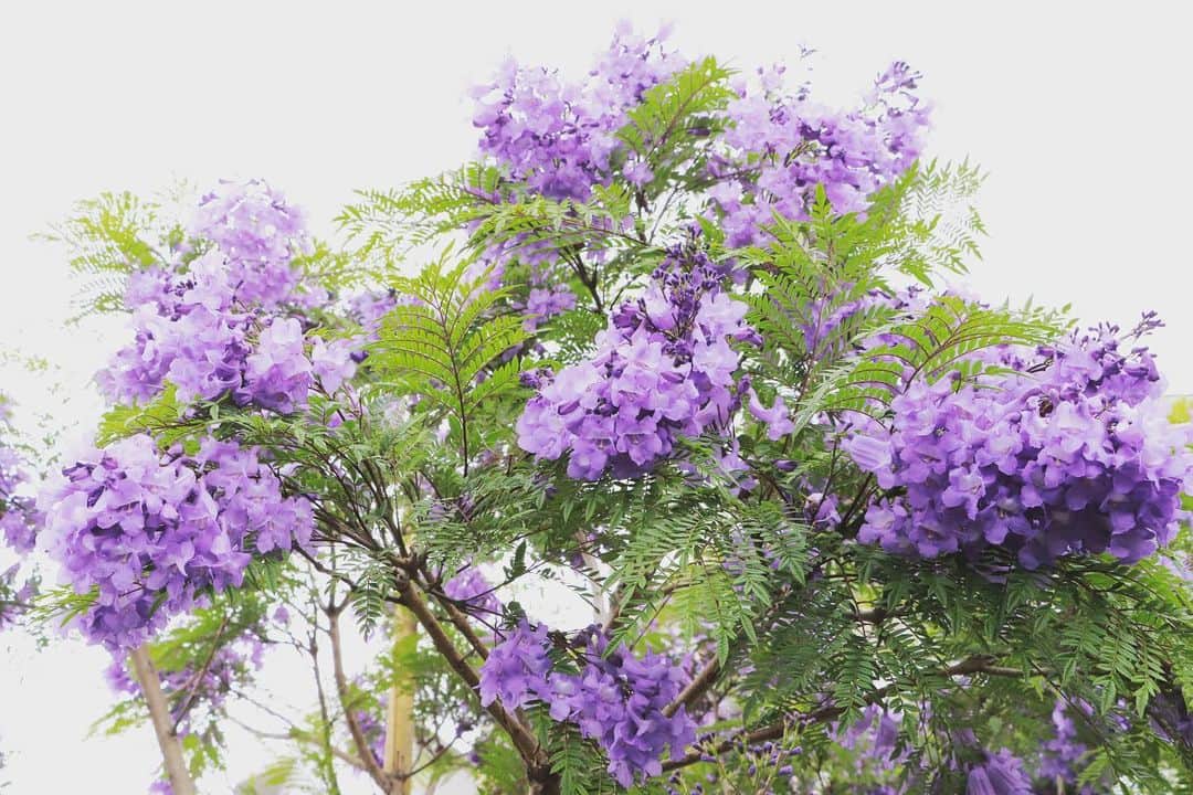 熱海市さんのインスタグラム写真 - (熱海市Instagram)「ジャカランダの色って好き🟣 #ジャカランダ #ジャカランダ遊歩道 #世界三代花木 #気まぐれの花　 #曇り空でも映える花 #紫色がきれい #今年もちゃんと咲いてくれたね #わたしの熱海」6月12日 11時21分 - atami_official