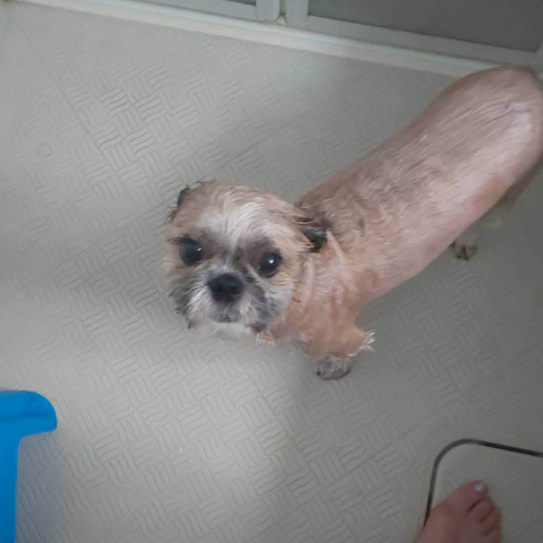 タンゲクンのインスタグラム：「犬は濡れると案外長い😅 半年ころより２倍ですよね 旬くん。  #旬太郎くん です 5才⛵️⛵️海系」