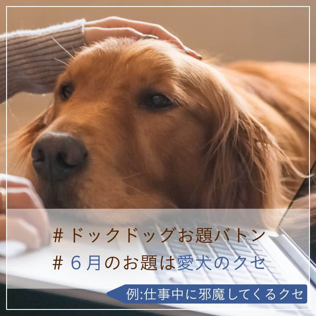 docdogのインスタグラム：「こんにちは！ドックドッグです🍀⠀ 今月も #ドックドッグお題バトン に参加します！🌼⠀ ⠀ さて、#6月のお題は愛犬のクセ  です😊☀️⠀ ⠀ みなさんの愛犬のクセは何ですか？🐾⠀ 写真は、テレワーク中に必ず邪魔してくる愛犬のクセ🤦🏻です😂⠀ ⠀ ということで、⠀ #ドックドッグお題バトン ⠀ #6月のお題は愛犬のクセ ⠀ バトンは置いておきますね🌼⠀ ⠀ バトンは自分ではじめても、何人に回しても、回さなくてもOK🐶✨⠀ ⠀ 愛犬のお気に入りショットにハッシュタグを付けてどんどん投稿してくださいね！🥰⠀ ⠀ #ドックドッグお題バトン ⠀ #6月のお題は愛犬のクセ　⠀ #仕事中に邪魔するクセ　⠀ #ドックドッグ ⠀ #docdog」