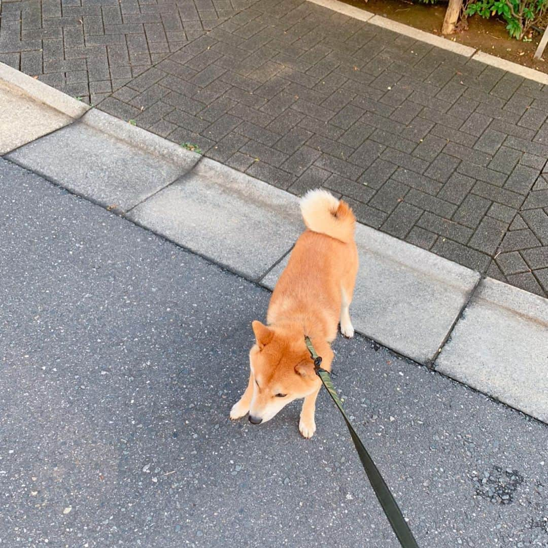 大山加奈さんのインスタグラム写真 - (大山加奈Instagram)「. . 『さぶちゃんと遊びたいのはわかる。 でも毎日は行けないの。』 って今朝のあさんぽ中に 何度だいずくんを諭したか…🤦‍♀️ . . 抱っこして運んでも おろすとまたこうなるの繰り返し🤦‍♀️ . . 1時間外に出てたけど ほとんど歩かずに終わった あさんぽでした… . . #だいず #だいず🐕💓 #豆柴 #豆柴部  #柴犬 #しばいぬ  #犬のいる暮らし#🐶 #🐕#いぬすたぐらむ #ワンスタグラム #しばすたぐらむ #mameshiba#shibainu#shibastagram #柴犬好きさんと繋がりたい #柴犬のいる暮らし #柴犬ライフ」6月12日 12時11分 - kanaoyama0619