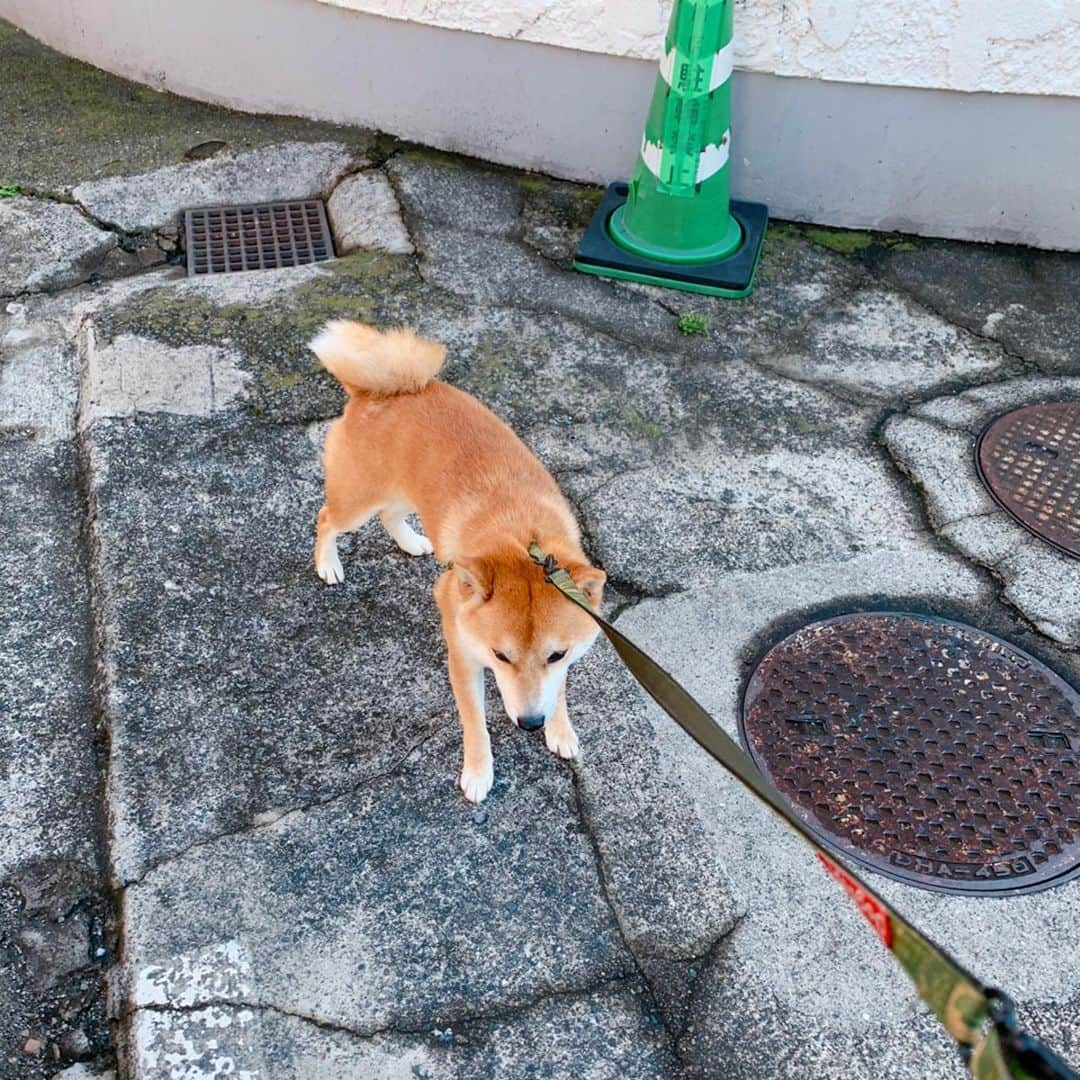 大山加奈さんのインスタグラム写真 - (大山加奈Instagram)「. . 『さぶちゃんと遊びたいのはわかる。 でも毎日は行けないの。』 って今朝のあさんぽ中に 何度だいずくんを諭したか…🤦‍♀️ . . 抱っこして運んでも おろすとまたこうなるの繰り返し🤦‍♀️ . . 1時間外に出てたけど ほとんど歩かずに終わった あさんぽでした… . . #だいず #だいず🐕💓 #豆柴 #豆柴部  #柴犬 #しばいぬ  #犬のいる暮らし#🐶 #🐕#いぬすたぐらむ #ワンスタグラム #しばすたぐらむ #mameshiba#shibainu#shibastagram #柴犬好きさんと繋がりたい #柴犬のいる暮らし #柴犬ライフ」6月12日 12時11分 - kanaoyama0619