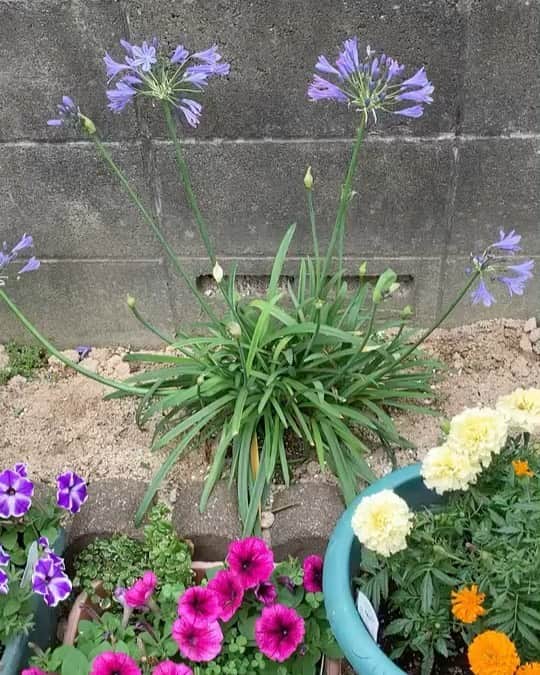 のインスタグラム：「マミーから😃 実家はこんなに綺麗に咲いてるというのに…  #Agapanthus #もちょ10 #麻倉もも #オンラインもちょ」
