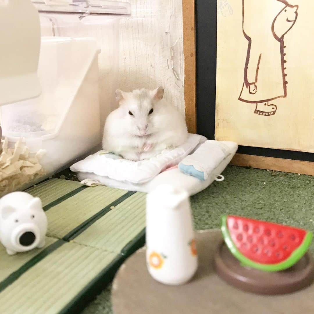 hamster_mocoのインスタグラム