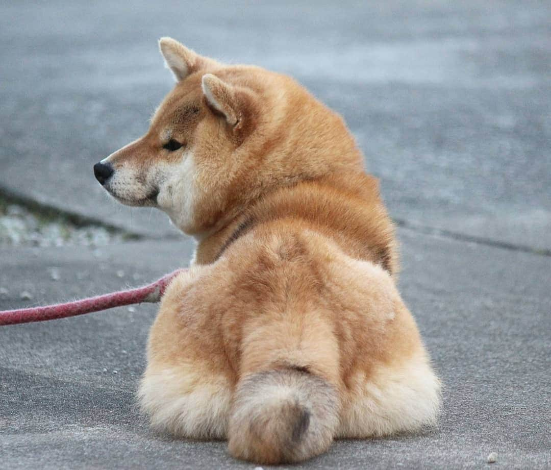 柴犬たま Shibainu Tamaのインスタグラム