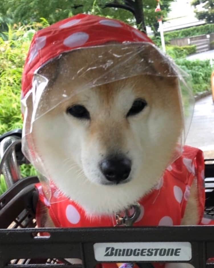のインスタグラム：「梅雨時期☔️の散歩は濡れちゃうし カッパ着ると蒸れるし💦  ころん🐕は着るのが苦手、、、 自由に動きたいから裸が１番❗️ #神奈月 #犬 #柴犬 #柴犬部 #柴犬大好き #柴犬マニア #しばいぬ #しばけん #shibainu #いぬすたぐらむ」