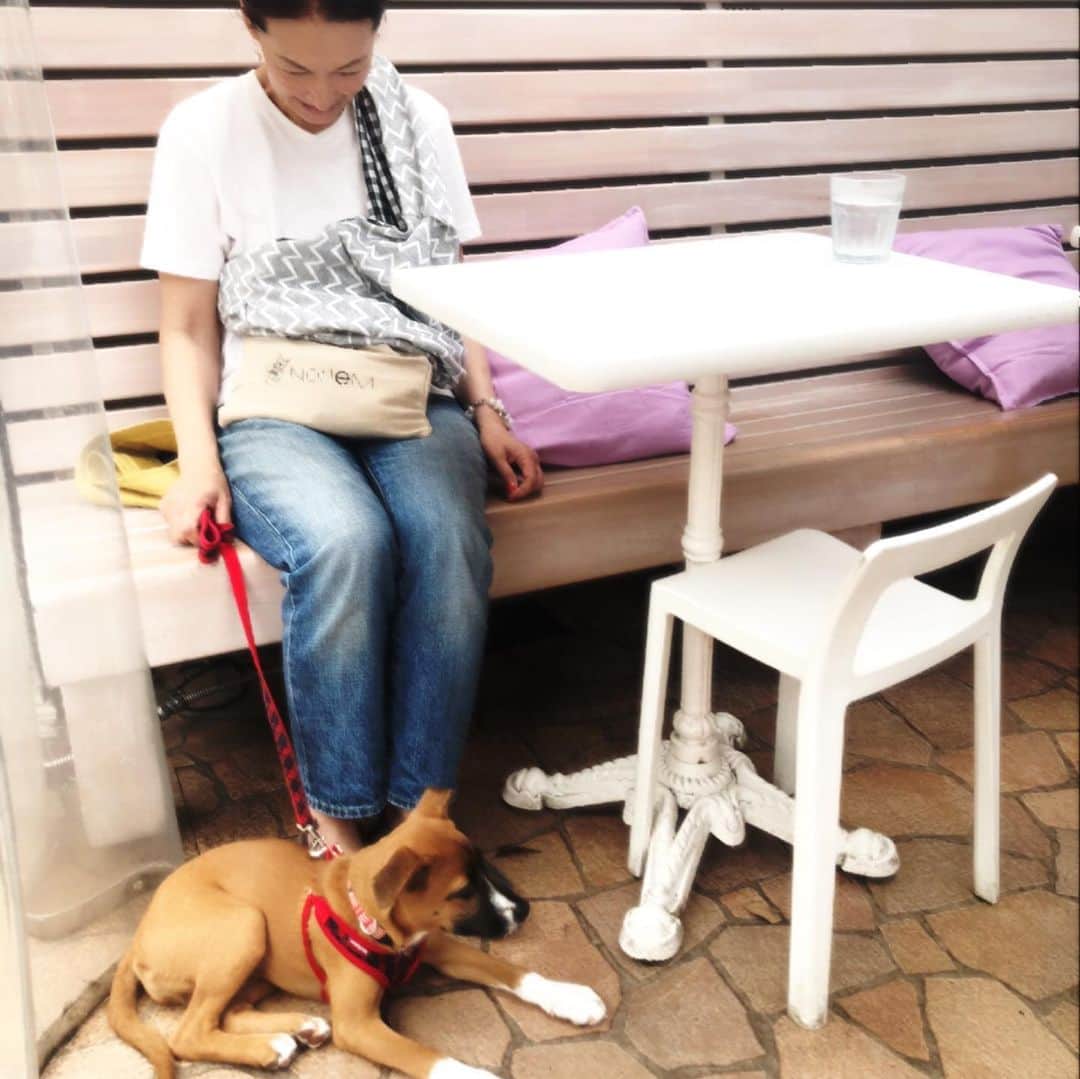 岡田美里さんのインスタグラム写真 - (岡田美里Instagram)「小春とクックと数ヶ月ぶりの原宿へ…誰もいないカフェのテイクアウト待ち。 カントリー暮らしのクックが都会に笑😏 #ガクブル #原宿 #犬の散歩 #仲良し #都会はいいね」6月12日 13時06分 - millieokada