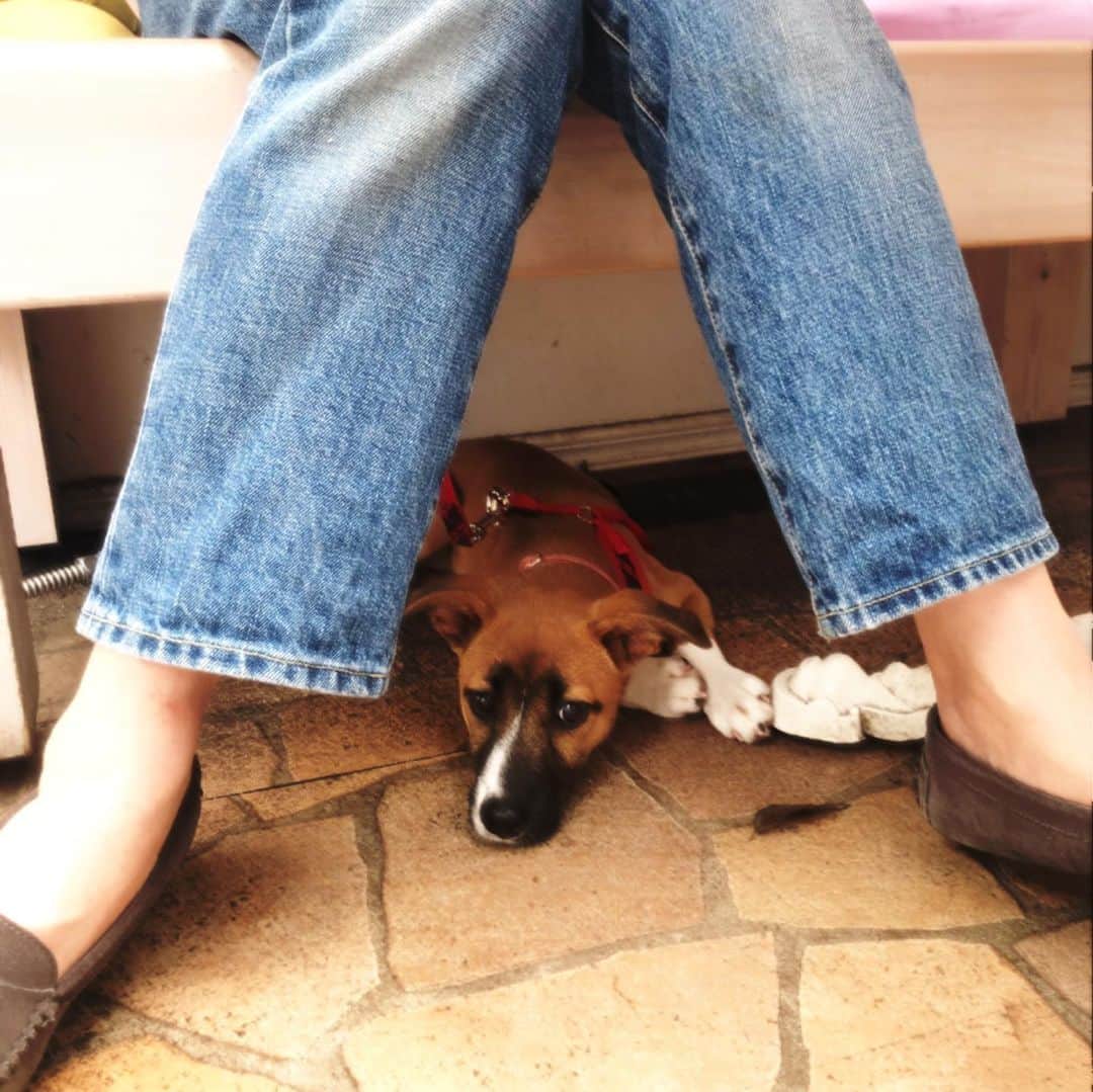 岡田美里さんのインスタグラム写真 - (岡田美里Instagram)「小春とクックと数ヶ月ぶりの原宿へ…誰もいないカフェのテイクアウト待ち。 カントリー暮らしのクックが都会に笑😏 #ガクブル #原宿 #犬の散歩 #仲良し #都会はいいね」6月12日 13時06分 - millieokada