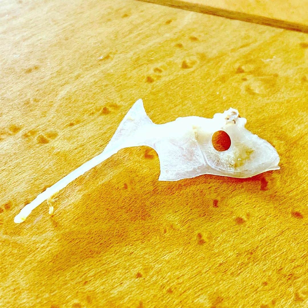 佐藤弘道さんのインスタグラム写真 - (佐藤弘道Instagram)「お魚を食べるときに、いつも気にしているのが「鯛の鯛」。 見つけると嬉しい〜(^^) #たいのたい  #魚チェック #美味しく頂きました  #中京テレビぐっと #佐藤弘道」6月12日 13時05分 - satouhiromichi023