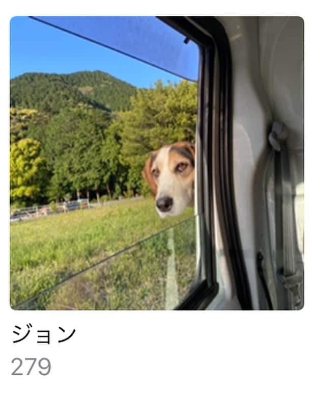 岡村咲さんのインスタグラム写真 - (岡村咲Instagram)「ジョンのフォルダがもうすぐ300枚に達します🐶この写真が最近のお気に入り😂ヨダレがやばい😂 #ジョンのいる暮らし #犬のいる暮らし」6月12日 13時31分 - sakiokamura_official