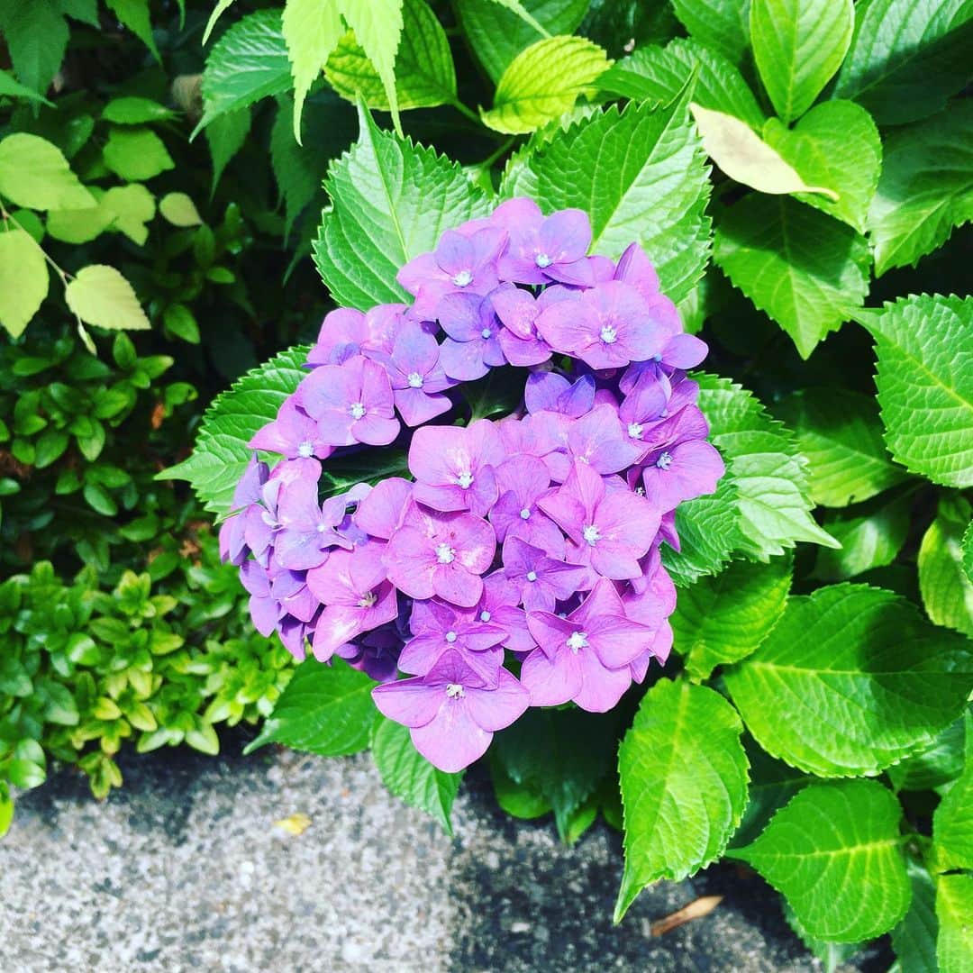 斉藤伸也さんのインスタグラム写真 - (斉藤伸也Instagram)「トリプルアジサイアタック  #ajisai #flower」6月12日 13時31分 - shytoshinya