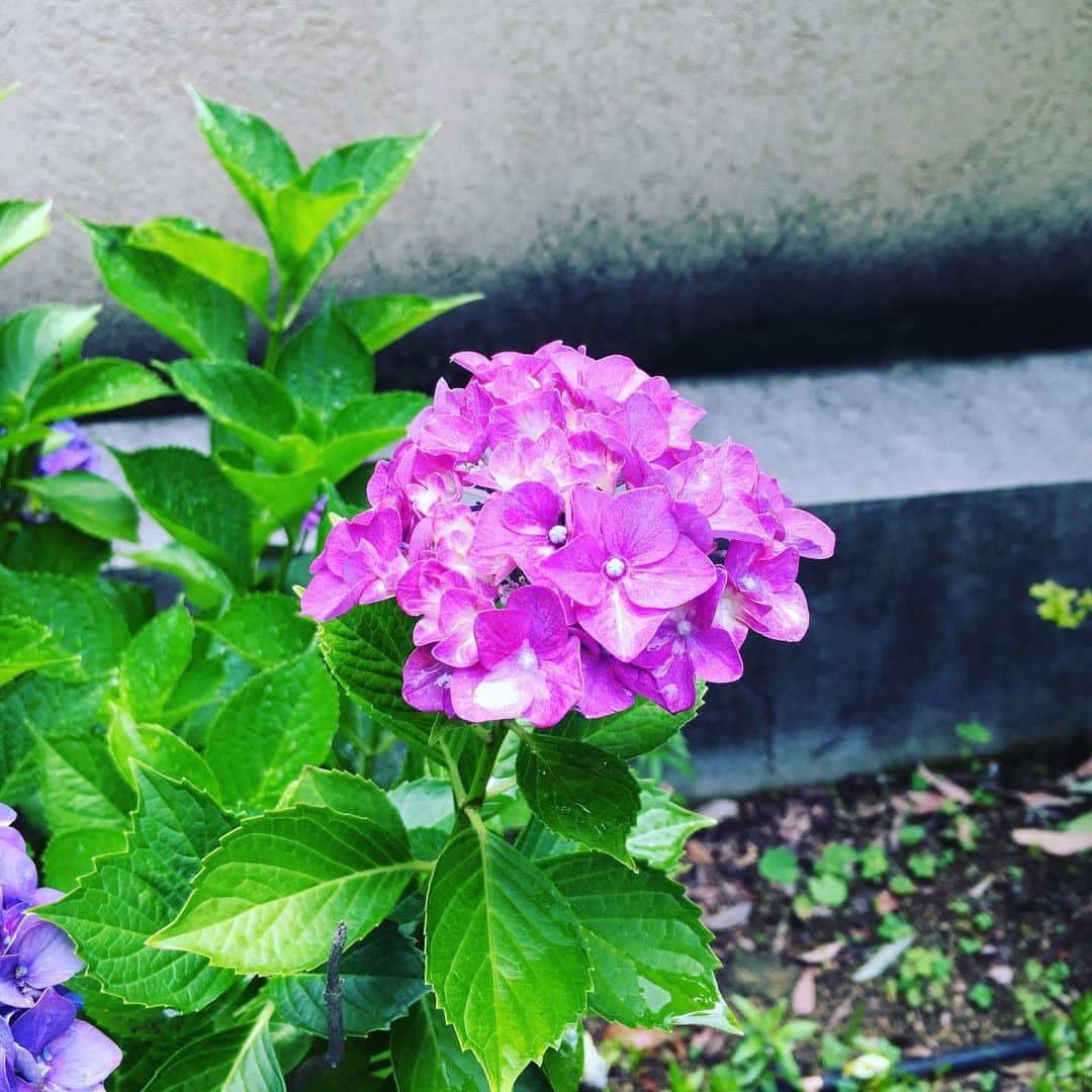 斉藤伸也さんのインスタグラム写真 - (斉藤伸也Instagram)「トリプルアジサイアタック  #ajisai #flower」6月12日 13時31分 - shytoshinya