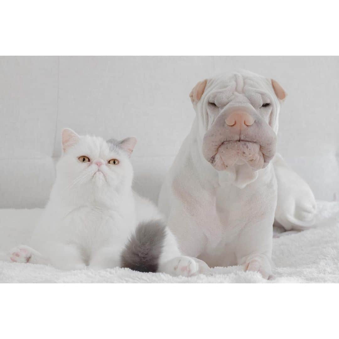 annie&pADdinGtoNさんのインスタグラム写真 - (annie&pADdinGtoNInstagram)「Who wore it better ☹️ ? #paddington #harold #grumpy #sharpei #sharpeisofinstagram #sharpeilove #sharpeisoftheworld #exoticshorthair #cat #cats #grumpcat #dog #dogs #grumpydog #love #brothers #pets #ilovemydog #dogsofinstagram #catsofinstagram #instagood #weeklyfluff #iloveyoutothemoonandback」6月12日 13時58分 - anniepaddington