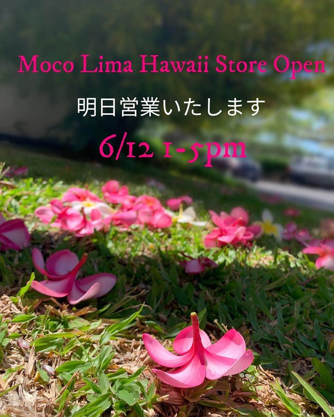 Moco Lima Hawaiiさんのインスタグラム写真 - (Moco Lima HawaiiInstagram)「毎週金曜日 営業しております🌺  #プリメリア#大好き#お知らせ#いつも有難うございます#お客様#営業時間#金曜日のみ営業#金曜日#アロハフライデー#モコリマハワイ#ショールーム#カラカウア通り#ワイキキ#マスク#plumeria#flowers#healing#smile#nature#beautiful#earth#pink#greens#trees#air#fresh#refresh#love#mylife#mocolima」6月12日 14時10分 - mocolimahawaii