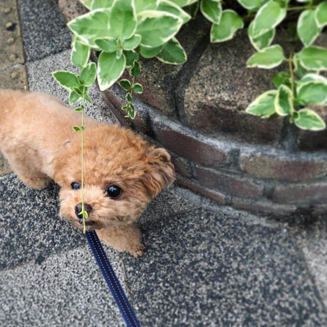 ふわのインスタグラム