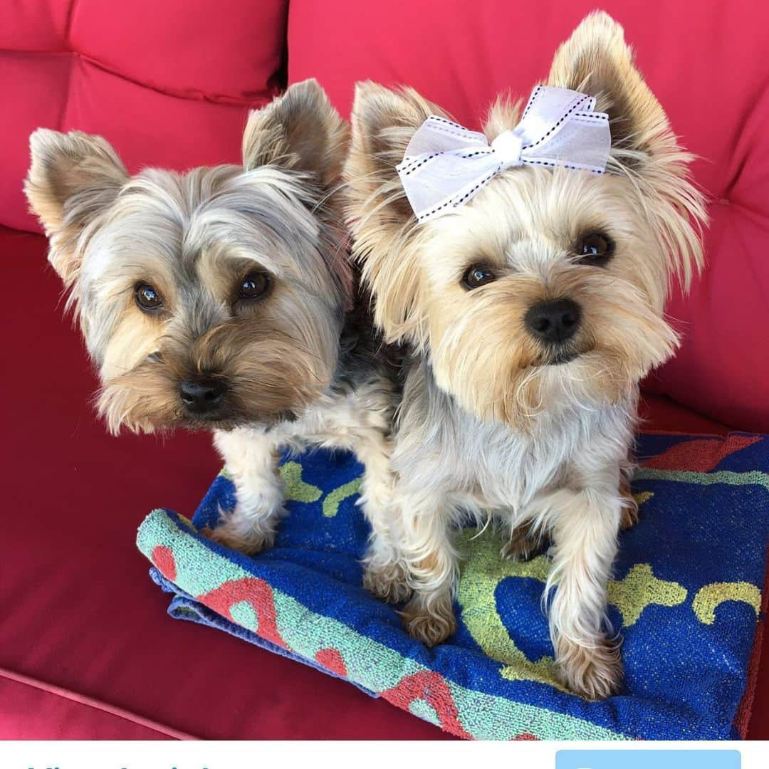 さんのインスタグラム写真 - (Instagram)「Max & Allie 💭 TGIF! 🥳🥳🥳 Wanna come swim with us?! 🏊🏼🏊🏻‍♀️💦💦 #TwoPeasInAPot #SwimBuddies #AlmostWeekend #HappyDogs」6月13日 2時25分 - happyyorkiefamily