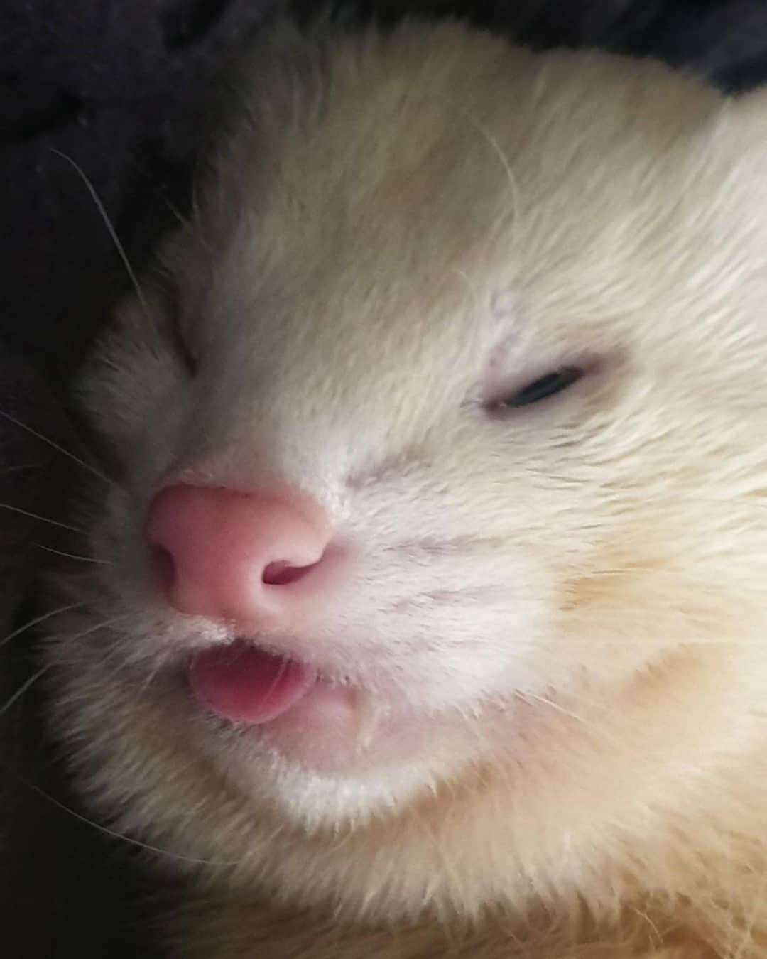 エイミー・セダリスさんのインスタグラム写真 - (エイミー・セダリスInstagram)「#Fridee  @ferrets.org.uk ・・・ 😴😴😴 • • #ferret  #ferretgram #ferretlove #ferretnation #ferretlover #ferretlife #instaferret #ferretworld #cute #ferretism #pets #ferretfun #nikonphotos #huron #animals #ferretsofig #nikond3300 #hurones #ferretsrule #petsofinstagram #ferretofinstagram #ferretsareeverything #frettchen #ferretlovers #naturephotography #ferretphotography #petstagram #хорёк」6月13日 2時29分 - amysedaris