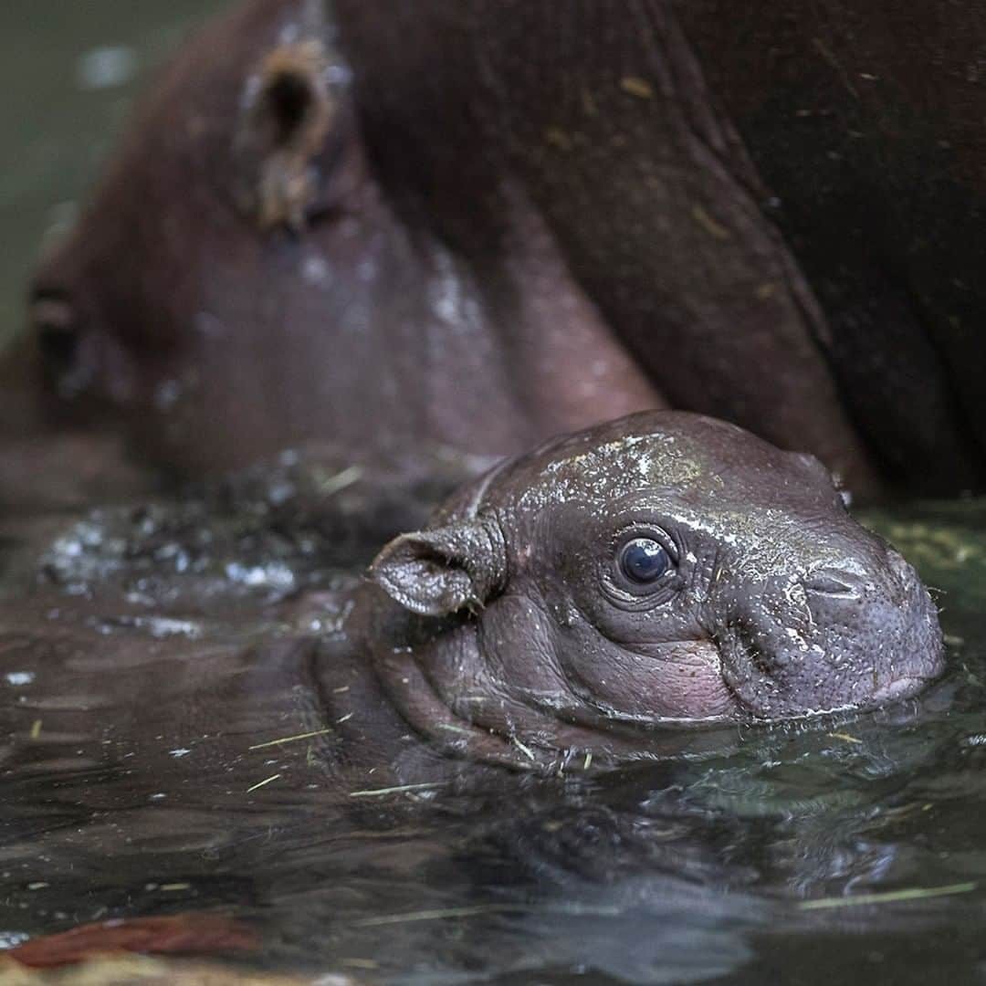 San Diego Zooさんのインスタグラム写真 - (San Diego ZooInstagram)「We could all use a roll model these days.  #OnARoll #MoreRollsThanABakery #PygmyHippo #SanDiegoZoo」6月13日 1時00分 - sandiegozoo