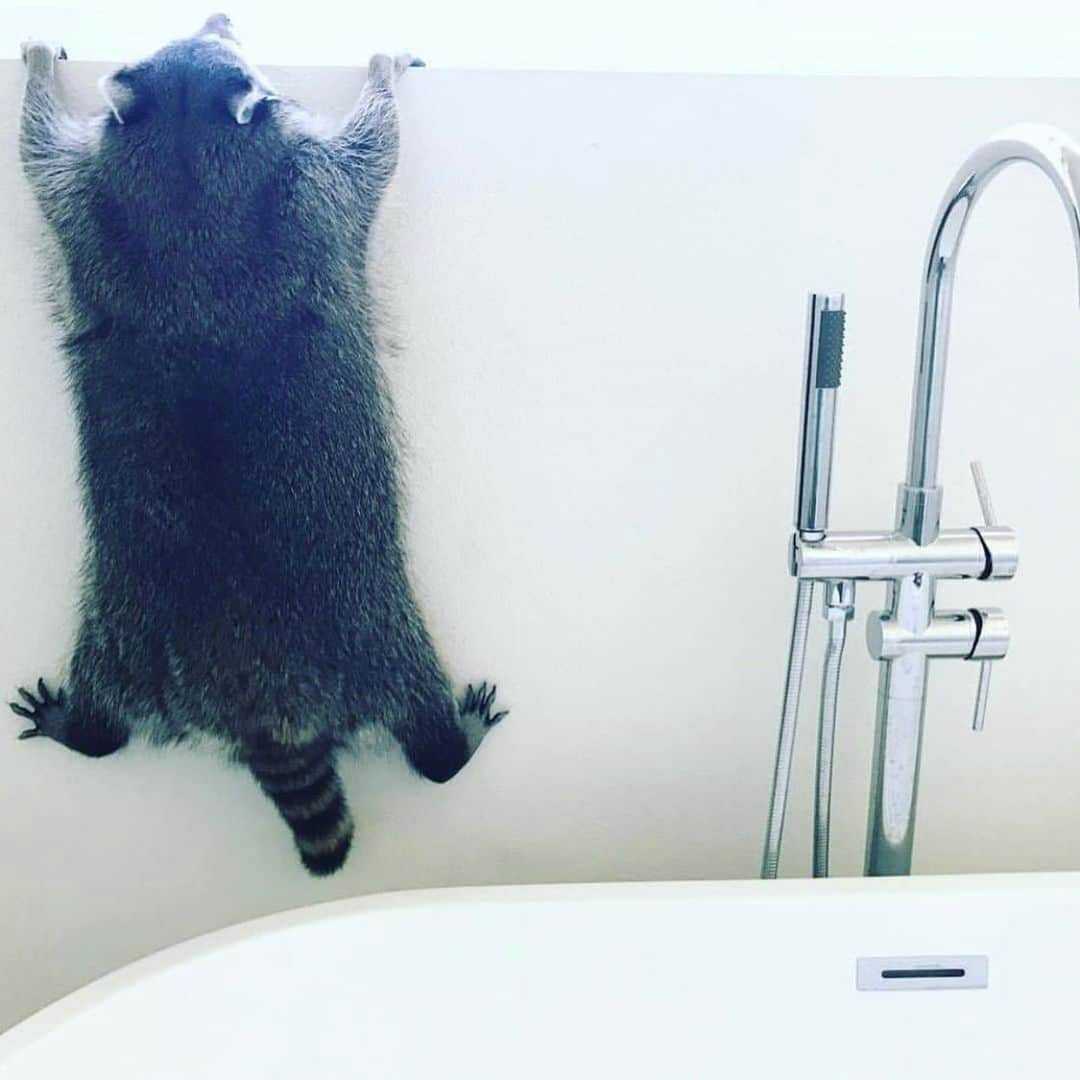 パンプキンさんのインスタグラム写真 - (パンプキンInstagram)「That time Pumps really didn’t want a bath... #flashbackfriday」6月13日 1時11分 - pumpkintheraccoon