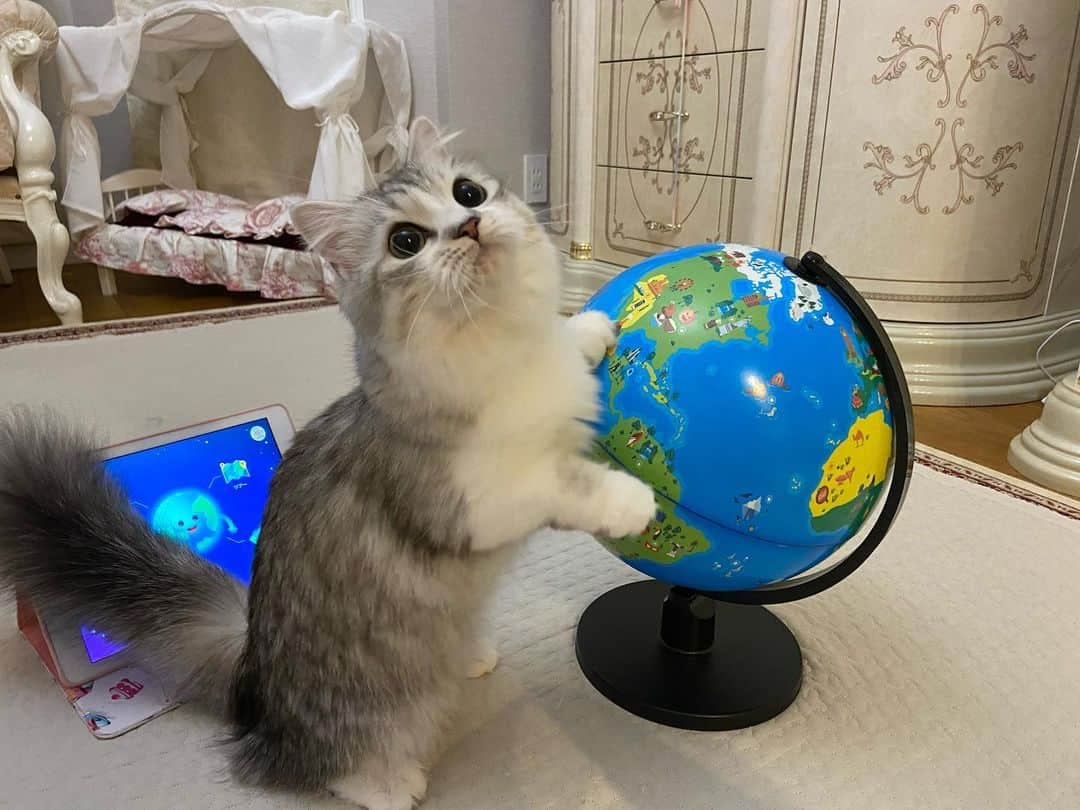 マンチカンのココ王子のインスタグラム：「ユメ、地球を制覇😽 . . . ARの地球儀があるなんて知りませんでした💦  iphoneやipadをかざすと、 その国の文化や食べ物など浮き上がってビックリ！  @globalasiapartners  #ママ #子育て #育児 #地球儀 #知育玩具 #ママガール #mamagirl #iPad #おもちゃ #おしゃれ #プレゼント #インテリア #小学生 #幼稚園 #保育園 #shifu #orboot」