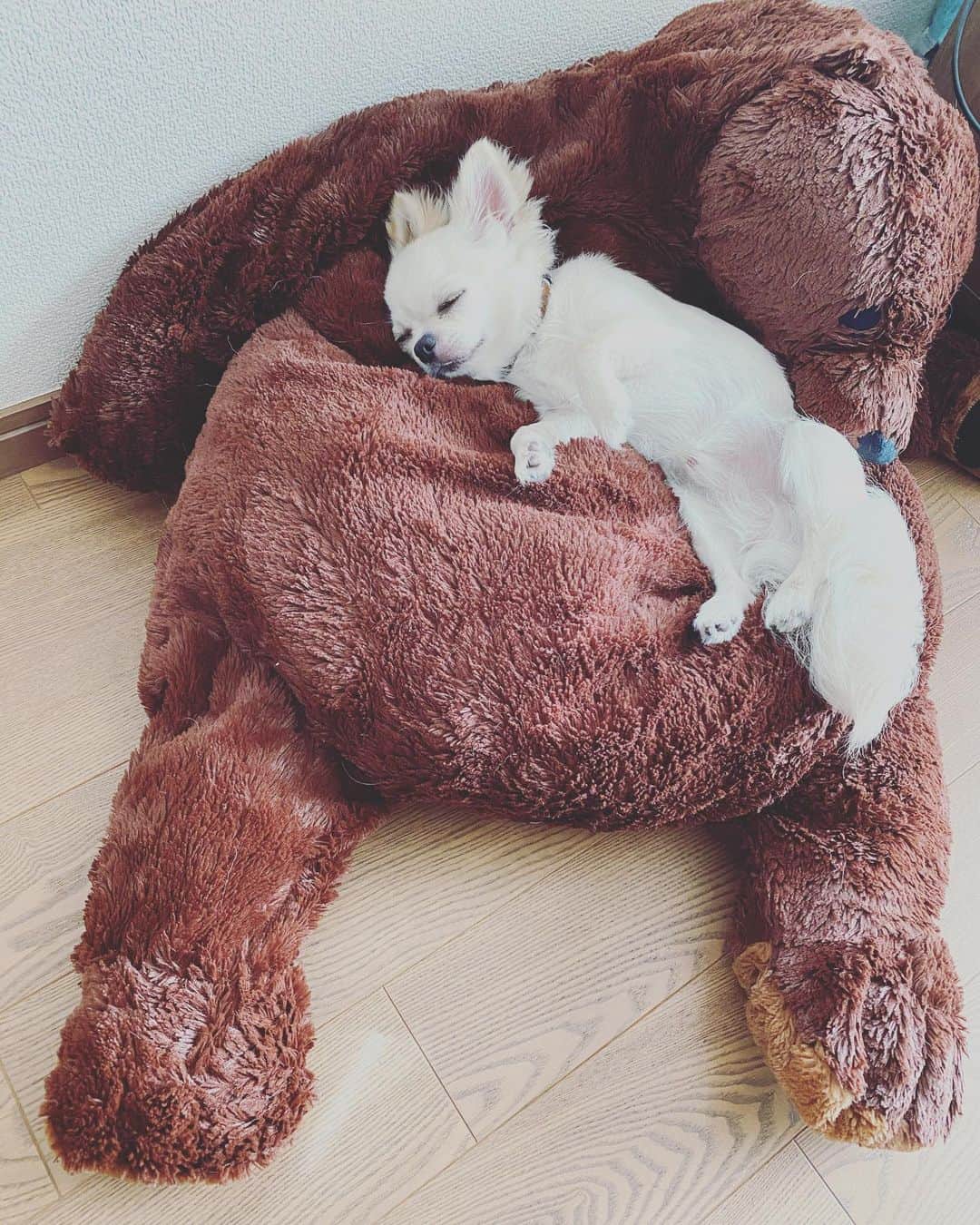 のインスタグラム：「スヤァ…💤 ・ ・ ・ くまちゃん、奪い合い🧸 1犬1熊じゃなきゃダメかなー。 🐕🧸 ・ ・ ・ #味岡ちえり #bongo #chabin #cobin #犬好き #dogs🐶  #チワワ #ロングコート #ブラックタン #クリームホワイト #セーブルホワイト #多頭飼いチワワ  #chihuahua  #dogstagram  #犬がいる暮らし #犬がいないと生きていけない  #多頭飼い」