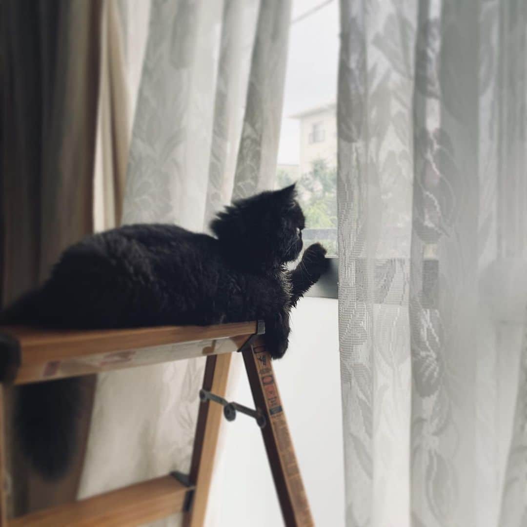 のインスタグラム：「やけに静かだと思ったらめちゃくちゃカッコつけてた・・・ #cochicat」