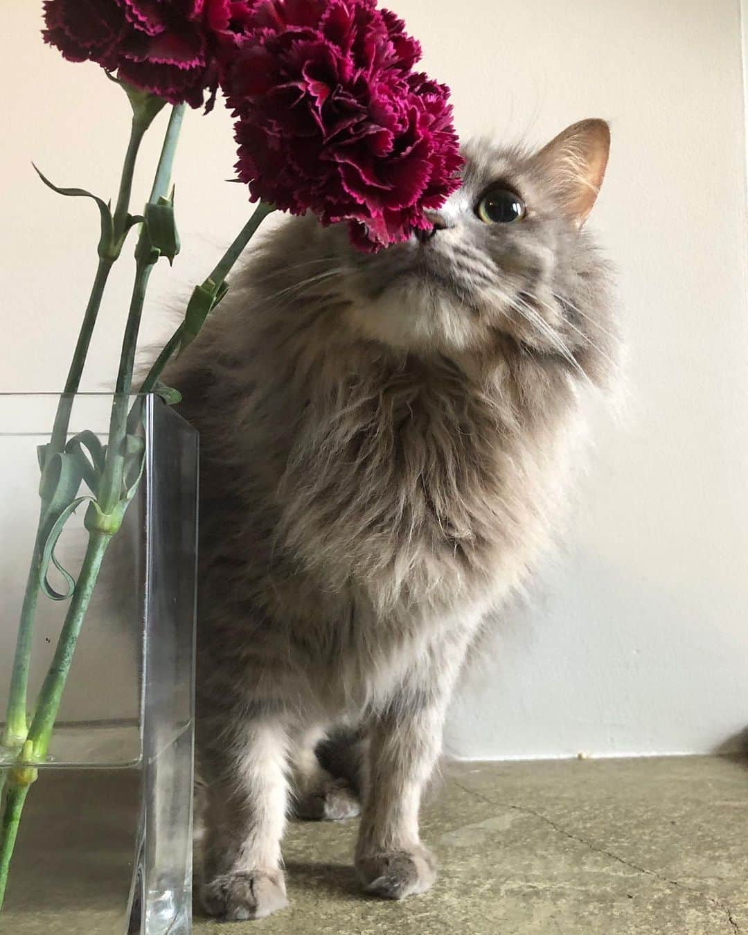 北岡りえのインスタグラム：「花置いたら寄ってくるロキ🌹 オンナノコやからかな。 前半ずきゅんする位可愛くて ３枚目にゃんちゅーみたいになったよ。野生のカオ🦁  #cat #猫と花  #にゃんちゅー  #ロキ元気なってきたよ😂」