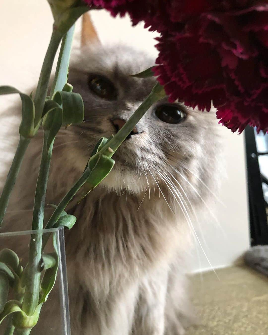 北岡りえさんのインスタグラム写真 - (北岡りえInstagram)「花置いたら寄ってくるロキ🌹 オンナノコやからかな。 前半ずきゅんする位可愛くて ３枚目にゃんちゅーみたいになったよ。野生のカオ🦁  #cat #猫と花  #にゃんちゅー  #ロキ元気なってきたよ😂」6月12日 17時31分 - rie_kitaoka
