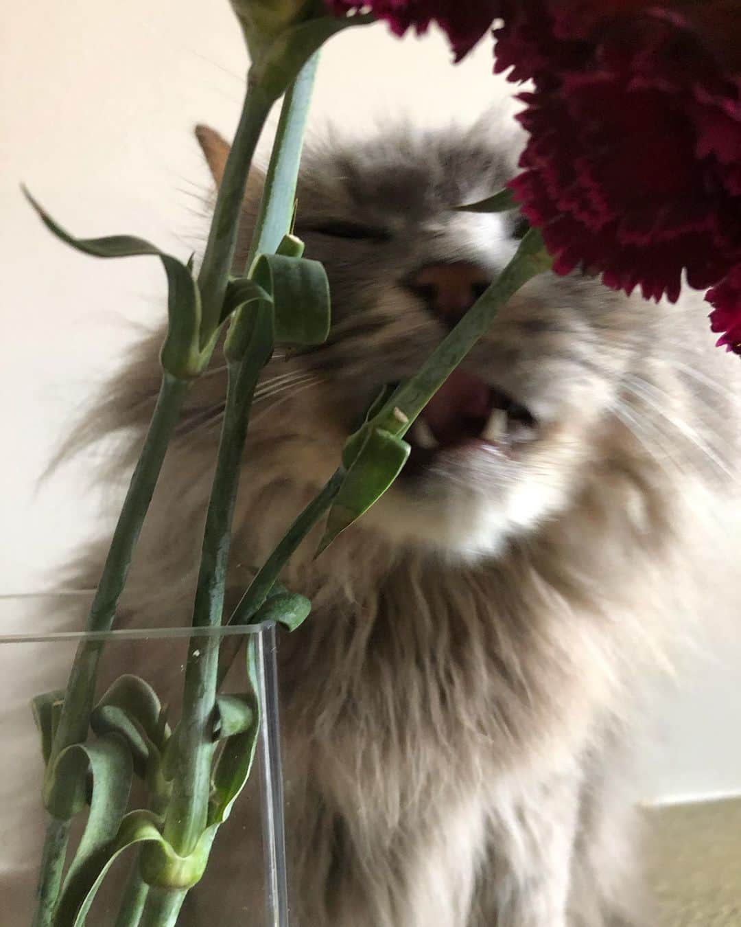 北岡りえさんのインスタグラム写真 - (北岡りえInstagram)「花置いたら寄ってくるロキ🌹 オンナノコやからかな。 前半ずきゅんする位可愛くて ３枚目にゃんちゅーみたいになったよ。野生のカオ🦁  #cat #猫と花  #にゃんちゅー  #ロキ元気なってきたよ😂」6月12日 17時31分 - rie_kitaoka