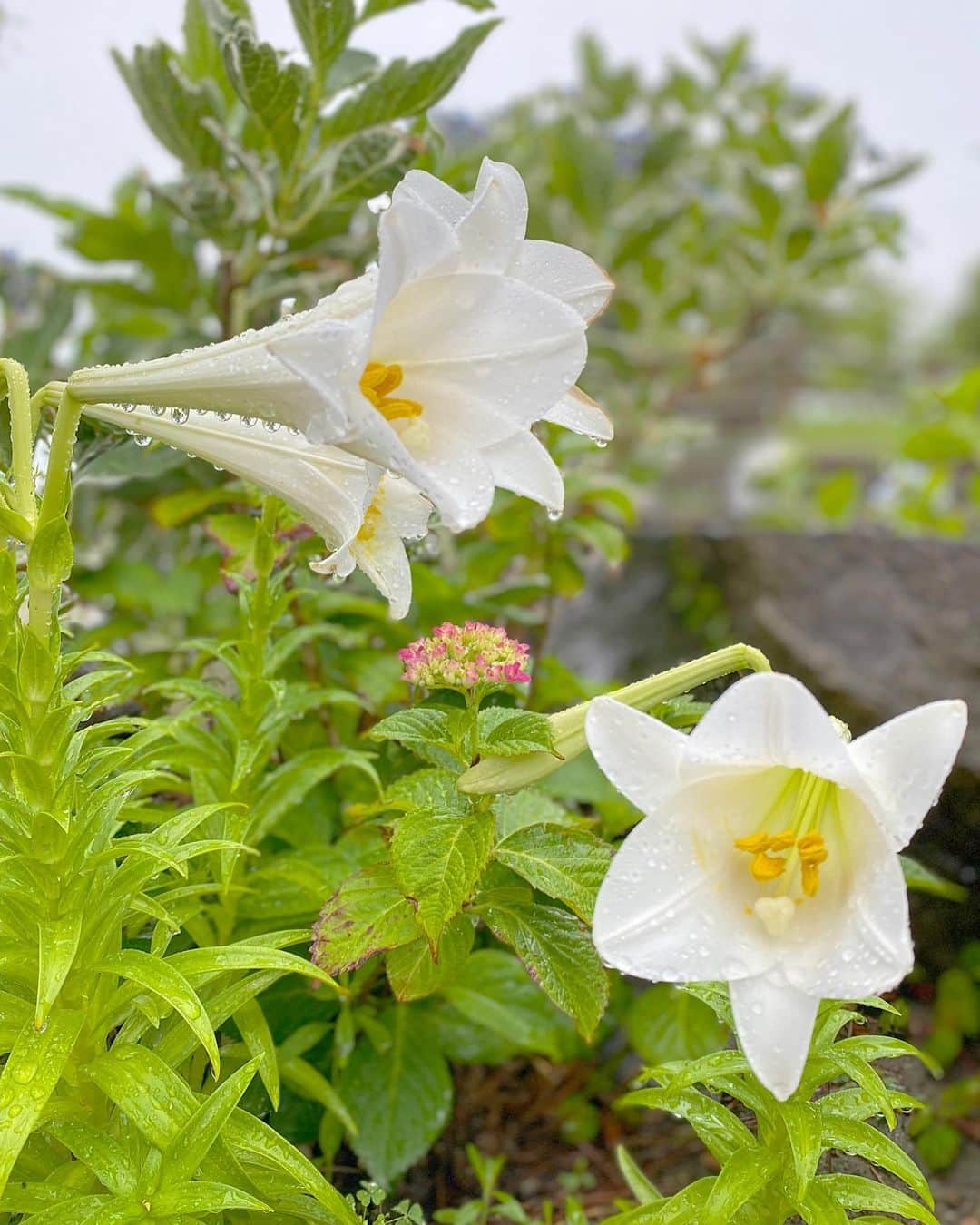 祥吉のグルメインスタ
